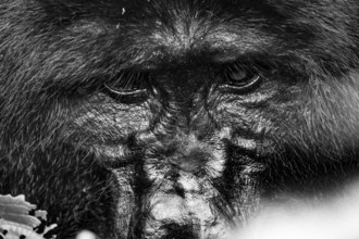 Silverback, animal portrait, mountain gorilla (Gorilla berengei berengei), Bwindi Impenetrable