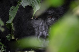 Mountain gorilla (Gorilla berengei berengei), Bwindi Impenetrable National Park, Uganda