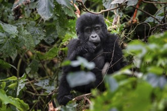 Young animal, mountain gorilla (Gorilla berengei berengei), Bwindi Impenetrable National Park,