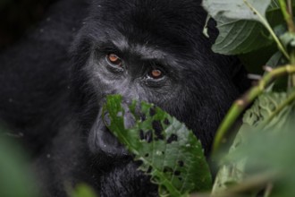 Animal portrait, mountain gorilla (Gorilla berengei berengei), Bwindi Impenetrable National Park,