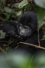 Young animal, mountain gorilla (Gorilla berengei berengei), Bwindi Impenetrable National Park,