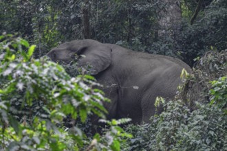 African elephant in forest, Bwindi Impenetrable National Park, Uganda