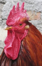 Lonely rooster expressive looks into the distance