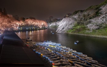 Rowing boats on Chidorigafuchi Canal, illuminated cherry trees blooming on the shore at night,