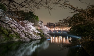 Chidorigafuchi Canal with rowboat in front of blooming illuminated cherry trees at night, castle