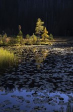 Huzenbachersee, Karsee in the light of the evening sun, Black Forest National Park,