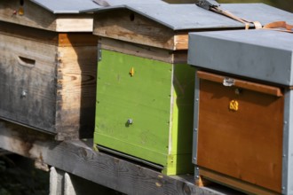 Apiary, bee houses in a row lined up. Beekeeping insects in housing. Producing honey in colourful