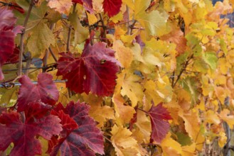 Vine leaves, red and yellow. Autumn colours in the Rhone Valley. Colourful yellow orange image.