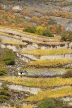 Terraced grape vineyards, steps up the hill in autumn colours in the Rhone Valley. Colourful yellow