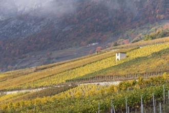 Terraced grape vineyards in autumn colours in the Rhone Valley. Colourful yellow, green, and orange