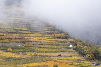Terraced grape vineyards in autumn colours in the Rhone Valley. Downhill growing in colourful