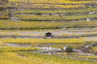 Terraced grape vineyards in autumn colours in the Rhone Valley. Little brown hut stands in the