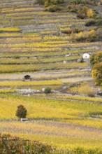 Terraced grape vineyards in autumn colours in the Rhone Valley. Colourful yellow orange image.