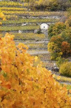 Terraced grape vineyards in autumn colours in the Rhone Valley. Little brown hut stands in the