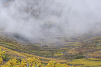 Terraced grape vineyards in autumn colours, clouds floating above the vine fields. Colourful yellow