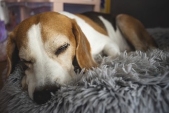 A dog sleeps on a fluffy surface, appearing calm, Graz, Austria