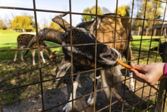 Goat being fed a carrot by hand through a fence at a petting zoo, Preding, Austria
