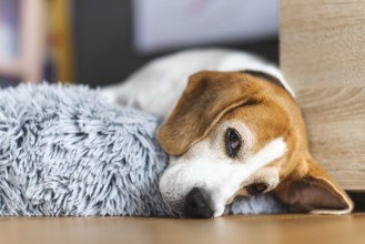 A dog lies on a fluffy surface, looking thoughtful, Graz, Austria