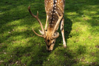 Deer with antlers grazing peacefully on a lush green meadow, Preding, Austria