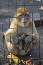 Monkey sitting pensively behind a wire mesh cage at a zoo, Preding, Austria