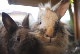 Two rabbits snuggle close together, Graz, Austria