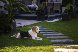A beagle relaxes on a garden lawn amidst plants, enjoying a sunny day outdoors, Graz, Austria