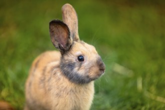 A fluffy bunny in the grass appears alert and curious in a natural setting, Graz, Austria