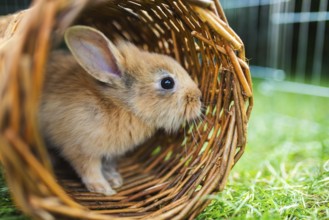 A cute bunny peeks out from a wicker tunnel on the grass, exuding curiosity, Graz, Austria
