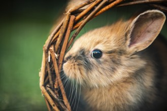 Cute pet bunny fluffy rabbit, Adorable rabbit on green garden nature background