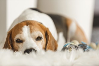 A beagle lies down on a fluffy surface with a relaxed demeanor, Graz, Austria
