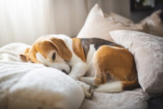A beagle curled up comfortably on plush pillows under gentle light, Graz, Austria