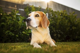 Beagle lying on grass attentively looking away, Graz, Austria