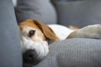 Beagle resting and looking relaxed on a sofa, Graz, Austria