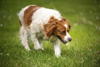 Curious dog moving along the grassy field in an outdoor setting, Rymanow, Poland