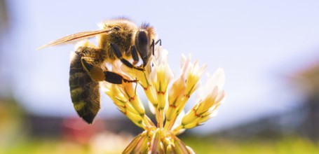 A bee pollinating a flower in a bright, sunny setting, Graz, Austria