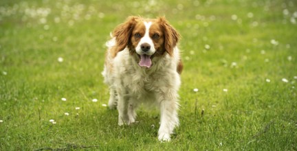 Brown and white dog running playfully on a grassy field, Rymanow, Poland