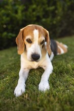 Beagle lying on grass maintaining a focused look, Graz, Austria