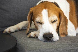 Beagle sleeping comfortably on a sofa, Graz, Austria