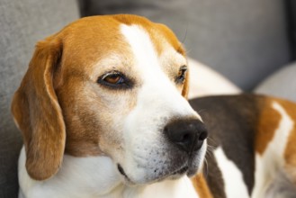 Close-up of a beagle on a grey sofa, looking relaxed and calm, Graz, Austria