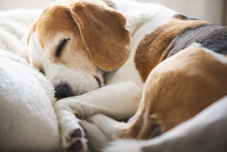 An intimate view of a beagle asleep, cozy among soft blankets, Graz, Austria