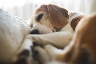 A beagle is sleeping peacefully, creating a cozy and relaxed atmosphere in natural light, Graz,