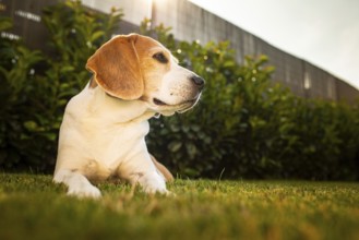 Beagle lying on grass in a sunny garden, Graz, Austria