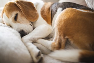 A close-up of a beagle napping serenely, surrounded by warm colors, Graz, Austria