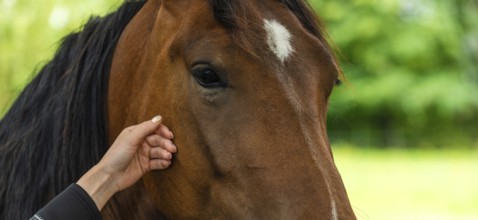 A gentle close-up of a horse being touched by a human outdoors, Rymanow, Poland