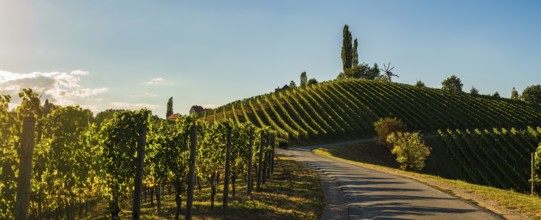 A winding road cuts through vibrant vineyards in daylight, Gamlitz, Austria