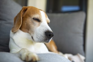 Beagle relaxing with eyes closed on a sofa, Graz, Austria