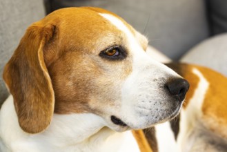 Beagle resting on a sofa indoors with a calm expression, Graz, Austria