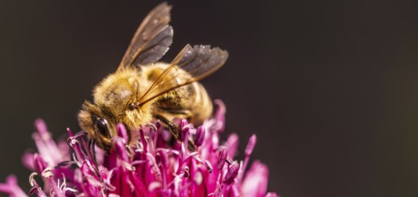 Close-up of a bee pollinating a purple-pink flower, Graz, Austria