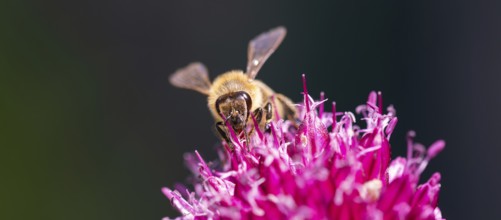 A bee collecting nectar from a vibrant pink flower in a macro shot, Graz, Austria
