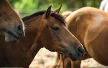 Brown horses in close proximity within an outdoor setting, Rymanow, Poland